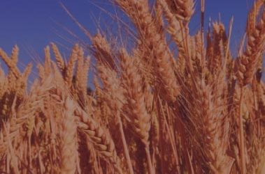 Jean Fontaine recibe el título de Comandante de la Orden del Mérito Agronómico.
