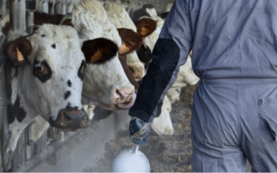 L’importance des vitamines B pour les vaches laitières