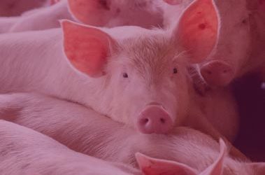 Fighting Salmonella in Pig Farms:  Jefo P(OA+EO) Help Keeping Your Animals Healthy 