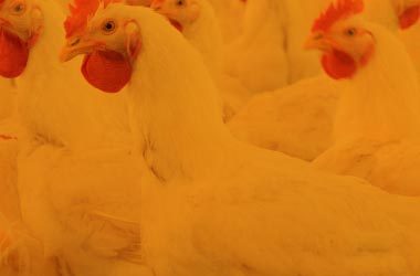 Synergistic Feed Strategy to Prevent E. coli  Infections in Poultry 
