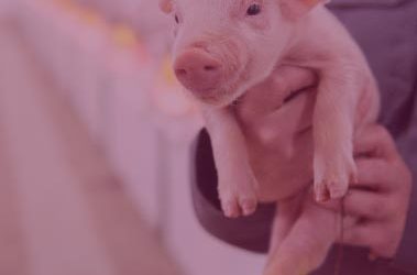 Optimize Animal Health,Production, and Reproduction with Jefo Solutions