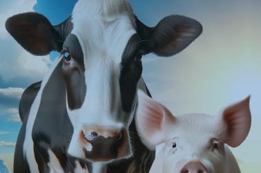 Jefo Cycle – Springing into Improved Animal Reproduction