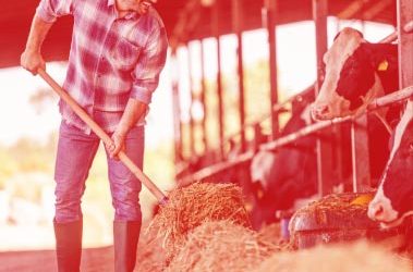 Jefo Peak – Optimize Production and Performance of Your Livestock