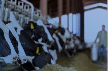 Enhancing Dairy Cow Efficiency with an Innovative Precision Nutrition Solution