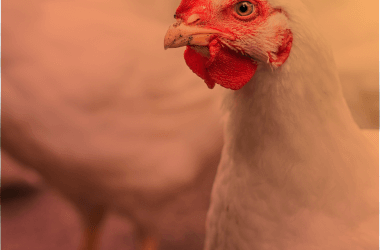 Jefo Solutions Synergy: Enhanced Results Through Combined Use of Organic Acids, Essential Oils and Enzymes for Poultry Production