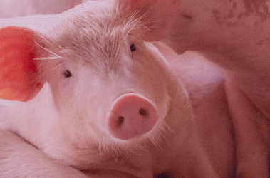Benefits of Using Precision Nutrition Solutions as Alternatives to Antibiotics in Swine Production