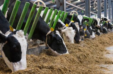 Jefo Experts Share Tips on Combating Heat Stress for Dairy Cows